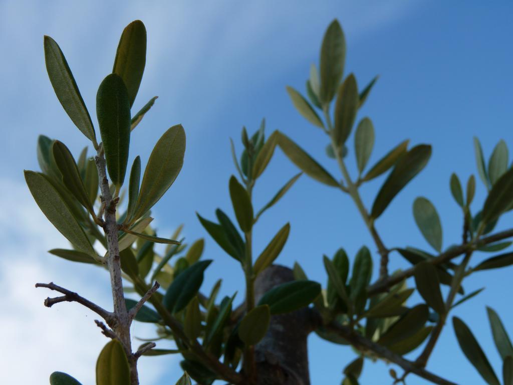Casal Das Oliveiras Setubal Ngoại thất bức ảnh